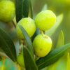 dolphin-cosmetics-extra-virgin-olive-oil